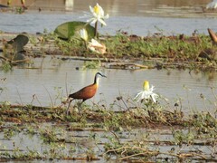 Actophilornis africanus
