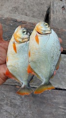 Pygopristis denticulata