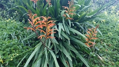 Chasmanthe floribunda