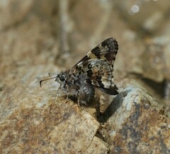 Zestusa elwesi