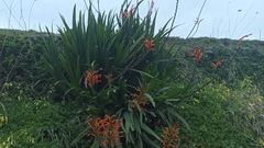 Chasmanthe floribunda