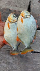 Pygopristis denticulata