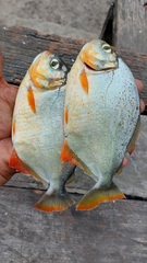 Pygopristis denticulata