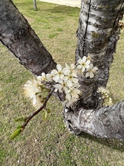 Prunus rivularis