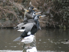 Phalacrocorax carbo sinensis