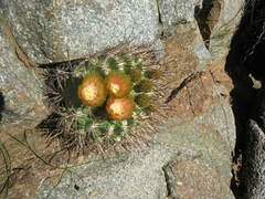 Eriosyce curvispina