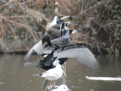 Phalacrocorax carbo sinensis