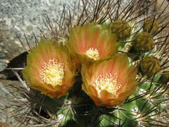 Eriosyce curvispina