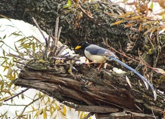 Urocissa flavirostris