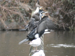 Phalacrocorax carbo sinensis