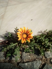 Gazania linearis