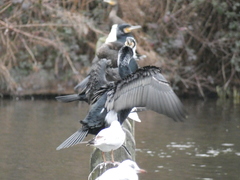 Phalacrocorax carbo sinensis