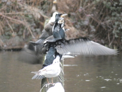 Phalacrocorax carbo sinensis