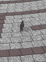 Sturnus vulgaris