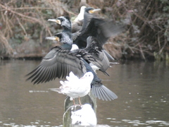 Phalacrocorax carbo sinensis