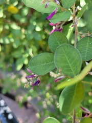 Lespedeza bicolor