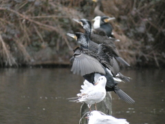 Phalacrocorax carbo sinensis