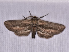 Holochroa dissociarius