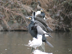 Phalacrocorax carbo sinensis