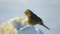 Emberiza citrinella