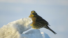 Emberiza citrinella