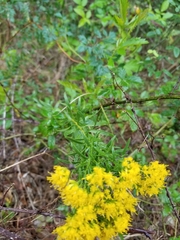 Solidago nitida