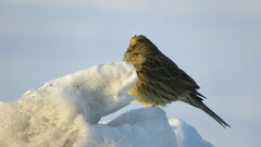 Emberiza citrinella