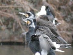 Phalacrocorax carbo sinensis