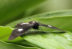 Archonias brassolis tereas