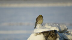 Emberiza citrinella × leucocephalos