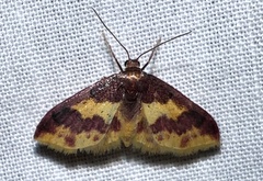 Lophosis labeculata