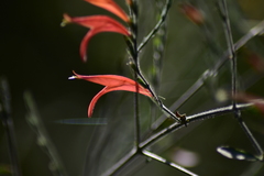 Dicliptera sexangularis