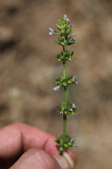 Image of Salvia nilotica
