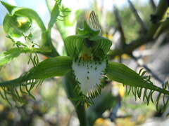 Bipinnula plumosa