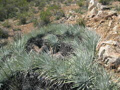 Puya coerulea