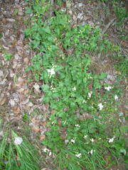 Ageratina glechonophylla