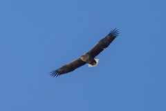 Haliaeetus albicilla