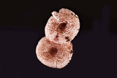 Lepiota rubella