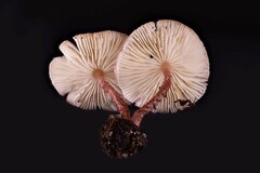 Lepiota rubella