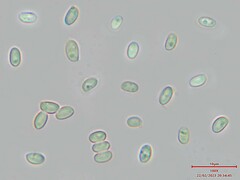 Lepiota rubella