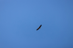 Haliaeetus albicilla