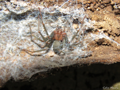 Loxosceles amazonica