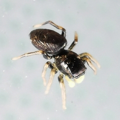 Heliophanus cupreus