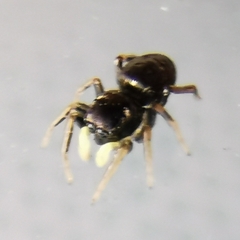 Heliophanus cupreus