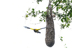 Icterus nigrogularis