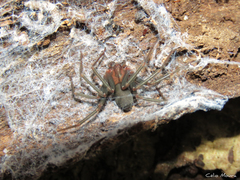 Loxosceles amazonica