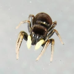 Heliophanus cupreus