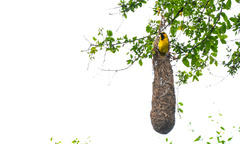 Icterus nigrogularis