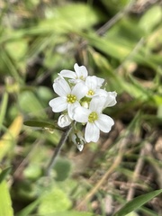 Tomostima cuneifolia