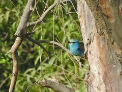 Coracias abyssinicus